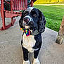animal, background, black_and_white, bowtie, canine, collar, concrete, daytime, dog, ears, fur, grass, nose, outdoor, pet, porch, rainbow, rocking_chair, summer, sunlight