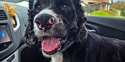 Boots joined the competition — help win amazing prizes! dog, black_and_white, pet, inside_car, tongue_out, happy, close_up, seat, car_interior, window, nature_outside, dashboard, license_plate, seat_cover, fur, animal, mouth_open, nose, eyes, companion