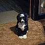 Boots joined the competition — help win amazing prizes! puppy, dog, black_and_white, indoor, carpet, floor, pet, animal, cute, sitting, fur, domestic, young, calm, shadow, cozy, home, wood, doorframe, quiet