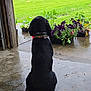 Boots is registered to the contest to win money with this photo: back_view, black_dog, collar, concrete, daylight, dog, flower_pots, flowers, garage, garden, grass, green_lawn, nature, outdoor, pet, plants, rainy_day, shed, sitting, wet_floor