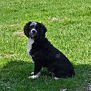 Boots is registered to the contest to win money with this photo: dog, black_and_white, sitting, grass, outdoor, pet, canine, nature, sunlight, fur, animal, greenery, daylight, portrait, mammal, eyes, ears, snout, quiet, waiting