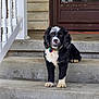 Boots joined the competition — help win amazing prizes! animal, black_and_white, canine, collar, concrete, curly_ears, cute, dog, door, front_porch, home, looking, outdoor, pet, playful, stairs, steps, toy, waiting, young_dog