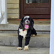Boots joined the competition — help win amazing prizes! animal, black_and_white, bow_tie, canine, collar, concrete, dog, door, front_view, fur, happy, house, outdoor, paw, pet, playful, porch, sitting, steps, tongue_out