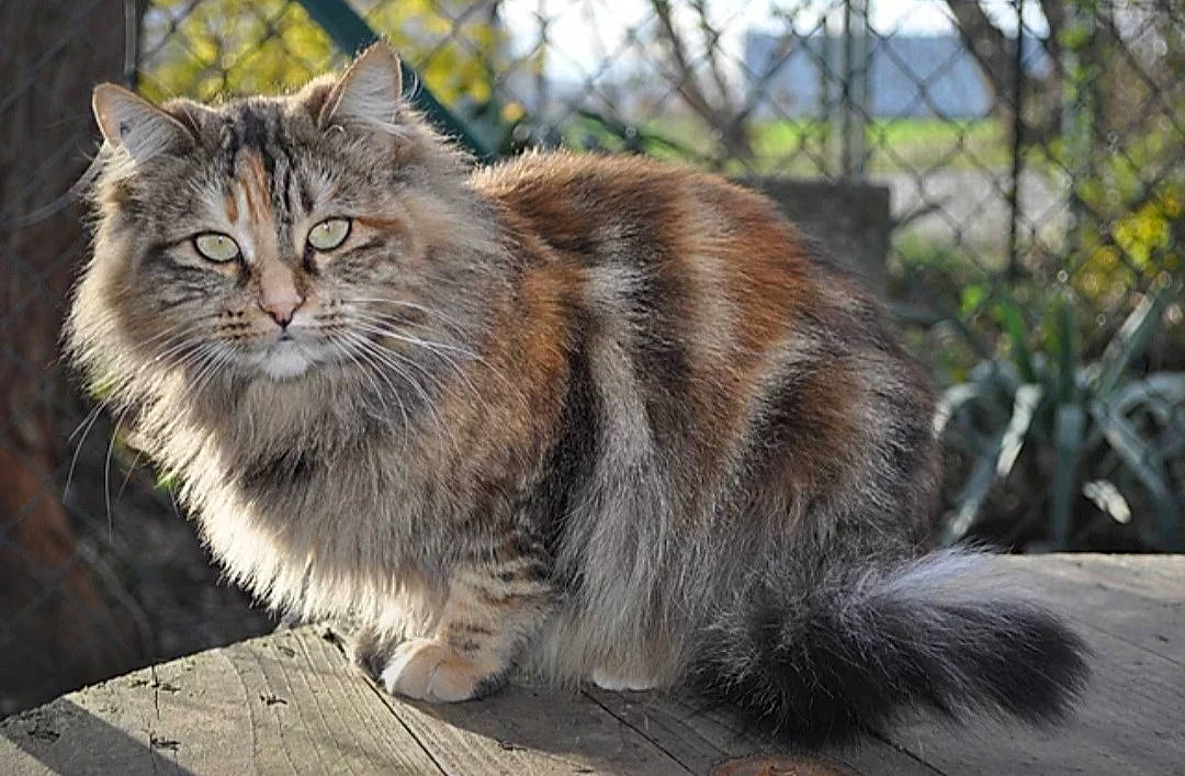 Nouméa participe au concours pour gagner de l'argent avec cette photo : carnivore, cat, domestic_short_haired_cat, felidae, fence, fur, grass, mesh, plant, small_to_medium_sized_cats, snout, tail, terrestrial_animal, tree, whiskers, wildlife, wire_fencing