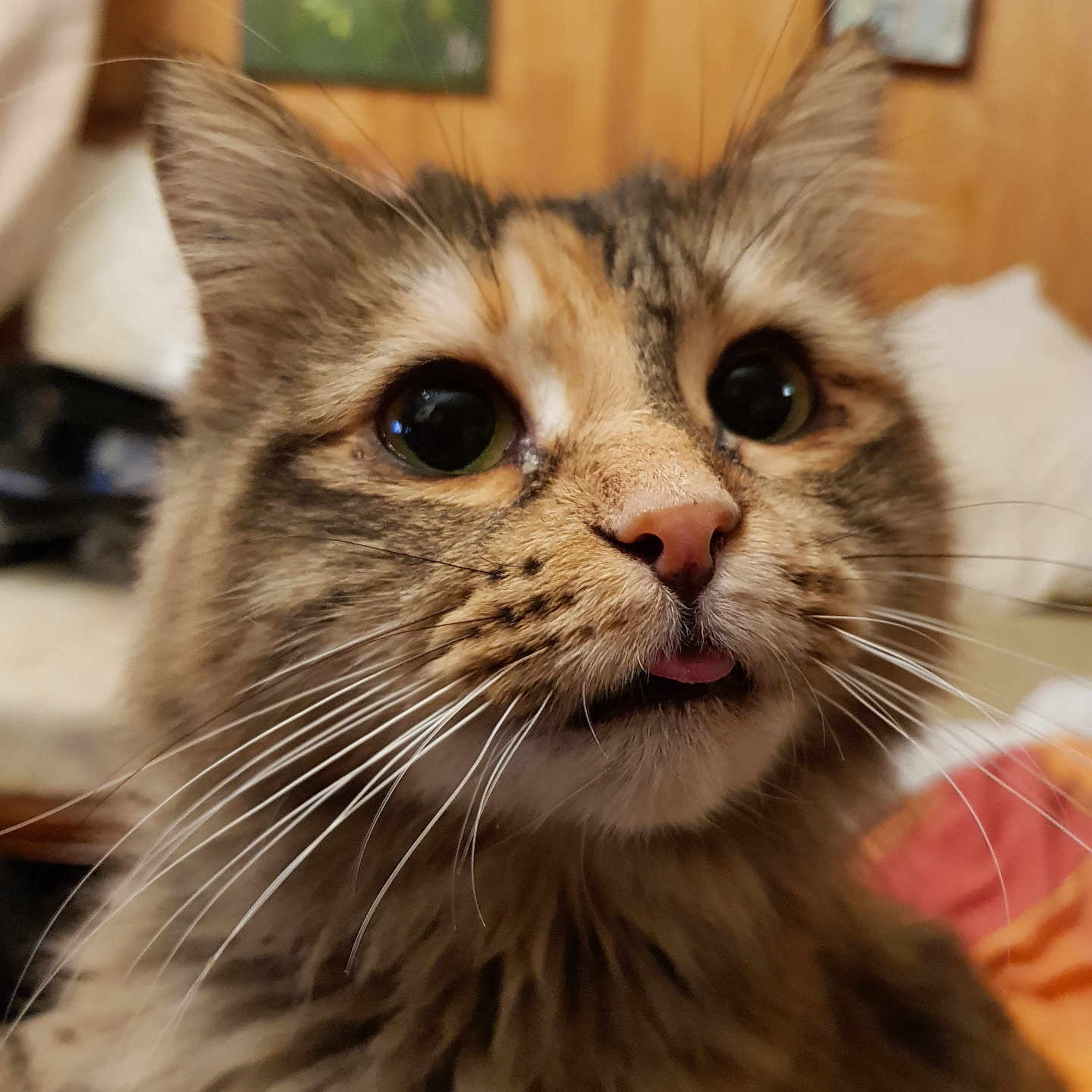 Nounoushka