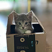 Diesel joined the competition — help win amazing prizes! kitten, cat, box, cardboard, indoor, pet, animal, cute, feline, young, curious, small, gray, whiskers, ears, paws, floor, blurred_background, closeup, playful