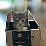 kitten, cat, box, cardboard, indoor, pet, animal, cute, feline, young, curious, small, gray, whiskers, ears, paws, floor, blurred_background, closeup, playful