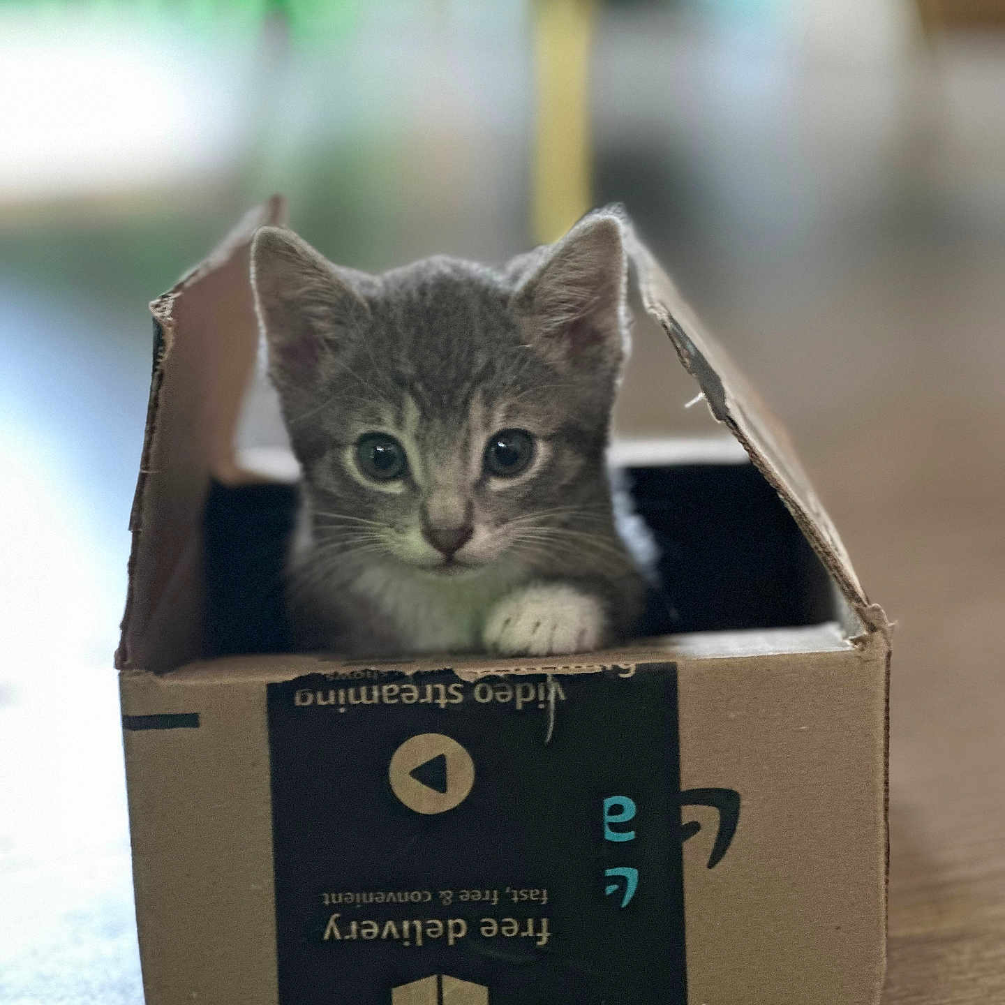 Diesel joined the competition — help win amazing prizes! kitten, cat, box, cardboard, indoor, pet, animal, cute, feline, young, curious, small, gray, whiskers, ears, paws, floor, blurred_background, closeup, playful