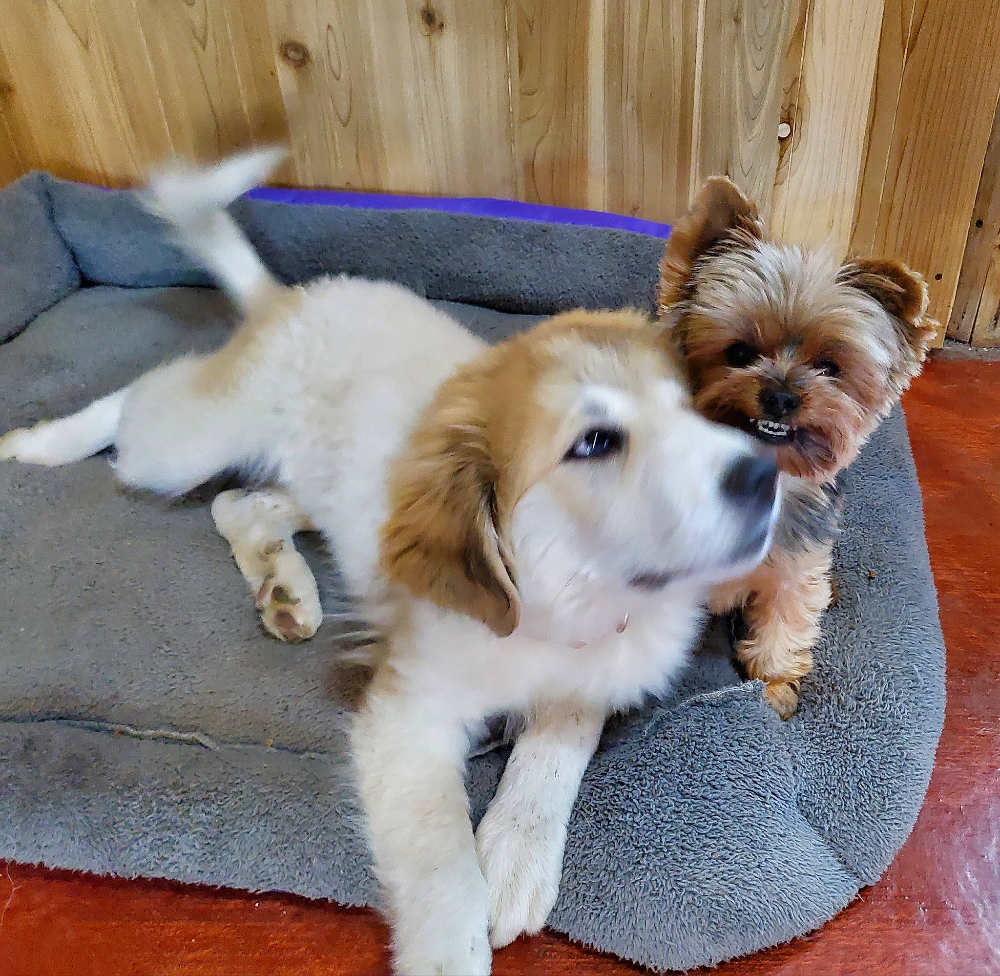 Gracie May is registered to the contest to win money with this photo: canidae, carnivore, companion_dog, dog, dog_breed, dog_supply, fawn, fur, liver, mammal, non_sporting_group, pet_supply, puppy, snout, sporting_group, tail, tibetan_spaniel, toy_dog, vertebrate, working_animal