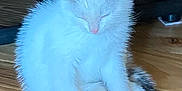 Suzanna is registered to the contest to win money with this photo: kitten, cat, white_fur, brown_spots, sitting, closed_eyes, wooden_floor, indoor, furniture_legs, pet, cute, fluffy, small, animal, young, domestic, relaxed, sleepy, quiet, cozy