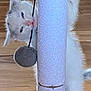 Suzanna is registered to the contest to win money with this photo: kitten, cat, scratching_post, toy, wooden_floor, furniture_leg, pet, playful, climbing, white_fur, indoor, cute, animal, young, paw, fur, home, pet_toy, clinging, nibbling