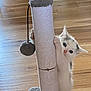 Suzanna joined the competition — help win amazing prizes! kitten, cat, scratching_post, toy, fur, climbing, wooden_floor, playful, pet, animal, cute, indoor, whiskers, ears, paws, curious, small, feline, eyes, adorable