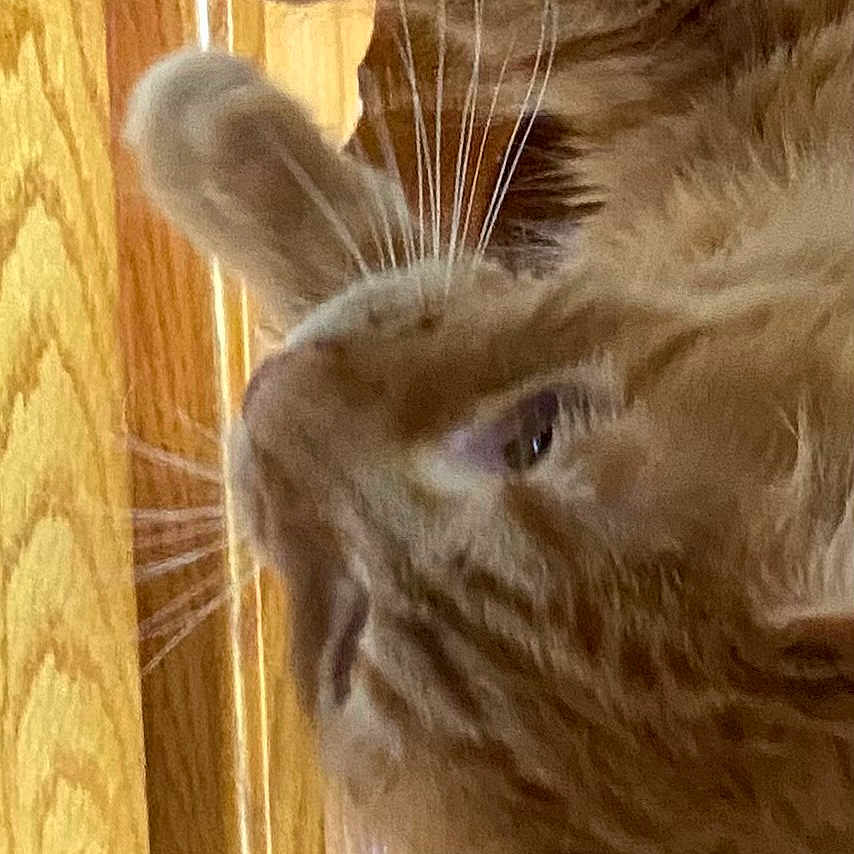 Reno is registered to the contest to win money with this photo: animal, cat, close_up, curious, cute, domestic_cat, feline, fur, furniture, indoor, mammal, orange_cat, paw, pet, playful, soft_light, tabby, texture, whiskers, wood