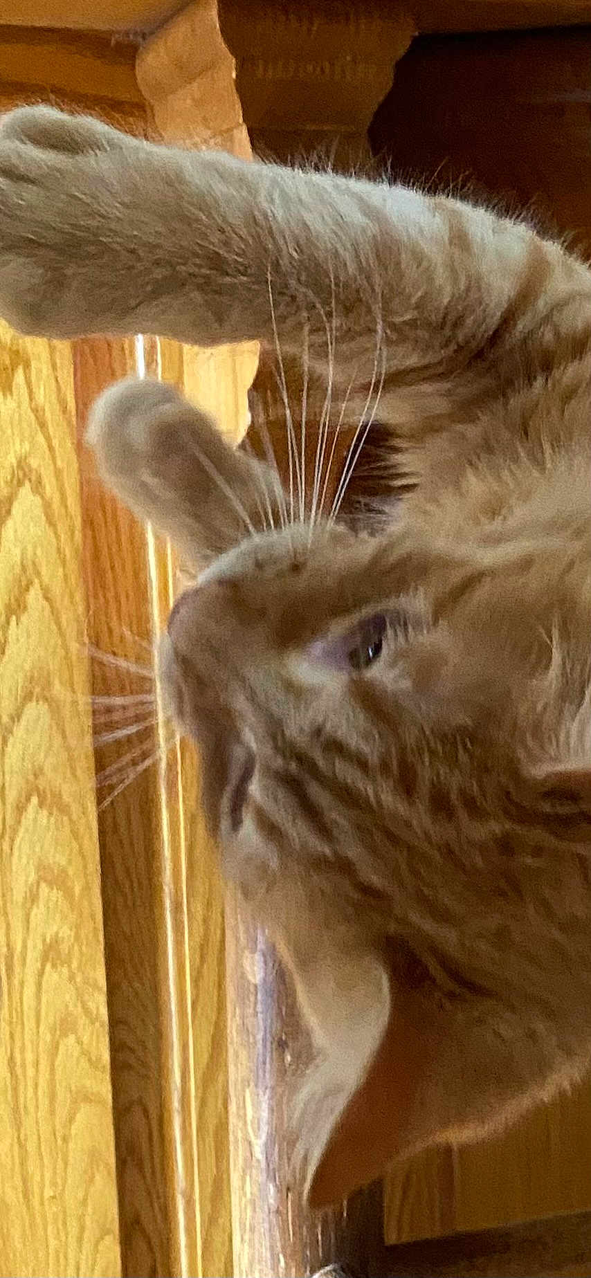 Reno is registered to the contest to win money with this photo: cat, feline, paw, whiskers, fur, curious, close_up, wood, indoor, pet, animal, orange_cat, tabby, texture, soft_light, domestic_cat, mammal, playful, cute, furniture