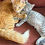 Reno is registered to the contest to win money with this photo: cat, orange_cat, gray_cat, pets, feline, couch, resting, snuggling, fur, whiskers, ears, tail, indoor, close_up, sleepy, cozy, animal, domestic_animal, cute, companionship