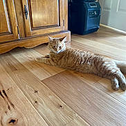 Reno joined the competition — help win amazing prizes! cat, orange_cat, wooden_floor, cabinet, indoor, furniture, relaxed, pet, animal, fur, flooring, curious, domestic_cat, home, wood, lounge, resting, side_view, calm, sunlight