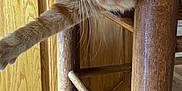 Reno joined the competition — help win amazing prizes! cat, orange_tabby, wooden_chair, indoor, curious, stretching_paws, feline, pet, fur, whiskers, ears, wood_texture, flooring, home, animal, playful, closeup, domestic_cat, wooden_furniture, looking
