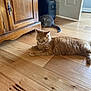 Reno joined the competition — help win amazing prizes! cat, orange_cat, gray_cat, wooden_floor, cabinet, indoor, pet, animal, feline, floor, tail, fur, relaxing, home, appliance, door, light, shadow, domestic, wood