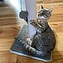 cat, kitten, scratching_post, toy, indoor, wooden_floor, gray_tabby, pet, playful, feline, paw, fur, cute, animal, climbing, focus, domestic_cat, pet_toy, scratching_pad, floor
