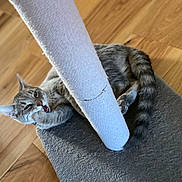 Bell is registered to the contest to win money with this photo: cat, tabby, scratching_post, carpet, floor, indoor, pet, feline, paw, tail, gray, cute, animal, grooming, relaxed, home, playing, whiskers, ears, fur