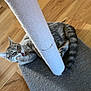 cat, tabby, scratching_post, carpet, floor, indoor, pet, feline, paw, tail, gray, cute, animal, grooming, relaxed, home, playing, whiskers, ears, fur