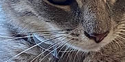 Bell joined the competition — help win amazing prizes! cat, tabby, close_up, gray_fur, whiskers, resting, pet, animal, feline, domestic_cat, portrait, indoor, soft_fur, cute, eyes, face, collar, relaxed, mammal, fur