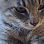 cat, tabby, close_up, gray_fur, whiskers, resting, pet, animal, feline, domestic_cat, portrait, indoor, soft_fur, cute, eyes, face, collar, relaxed, mammal, fur