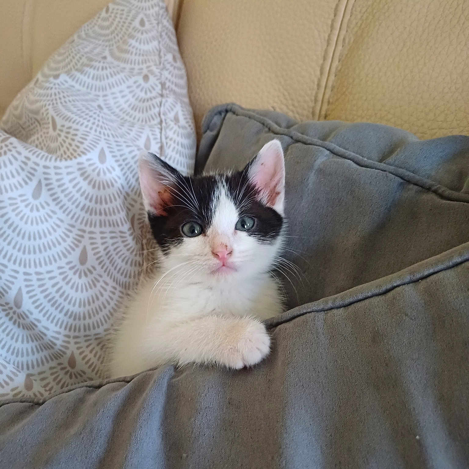 Minouchka