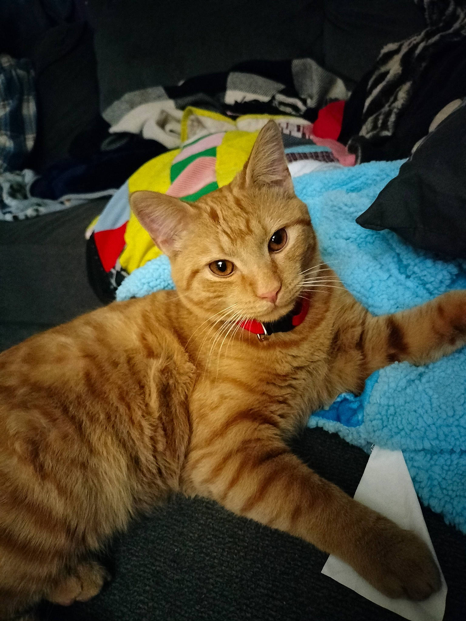 Pumpkin joined the competition — help win amazing prizes! carnivore, cat, cat_furniture, claw, comfort, domestic_short_haired_cat, fang, fawn, felidae, fur, mammal, paw, pet_supply, sitting, small_to_medium_sized_cats, snout, tail, terrestrial_animal, whiskers, wildlife