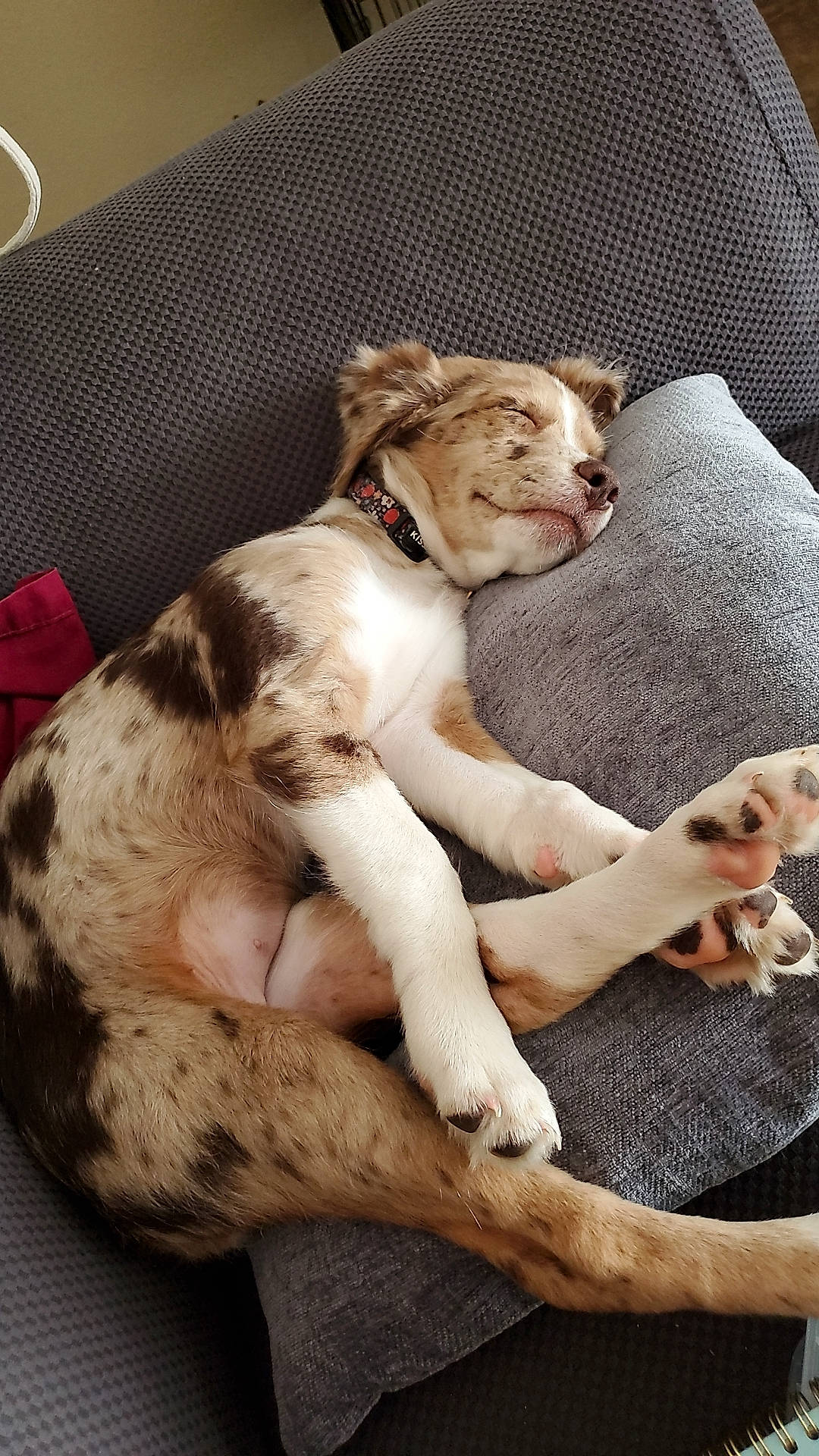 Motley is registered to the contest to win money with this photo: bored, canidae, carnivore, comfort, companion_dog, couch, dog, dog_breed, fawn, felidae, fur, human_leg, liver, paw, snout, sporting_group, tail, terrestrial_animal, whiskers, working_animal