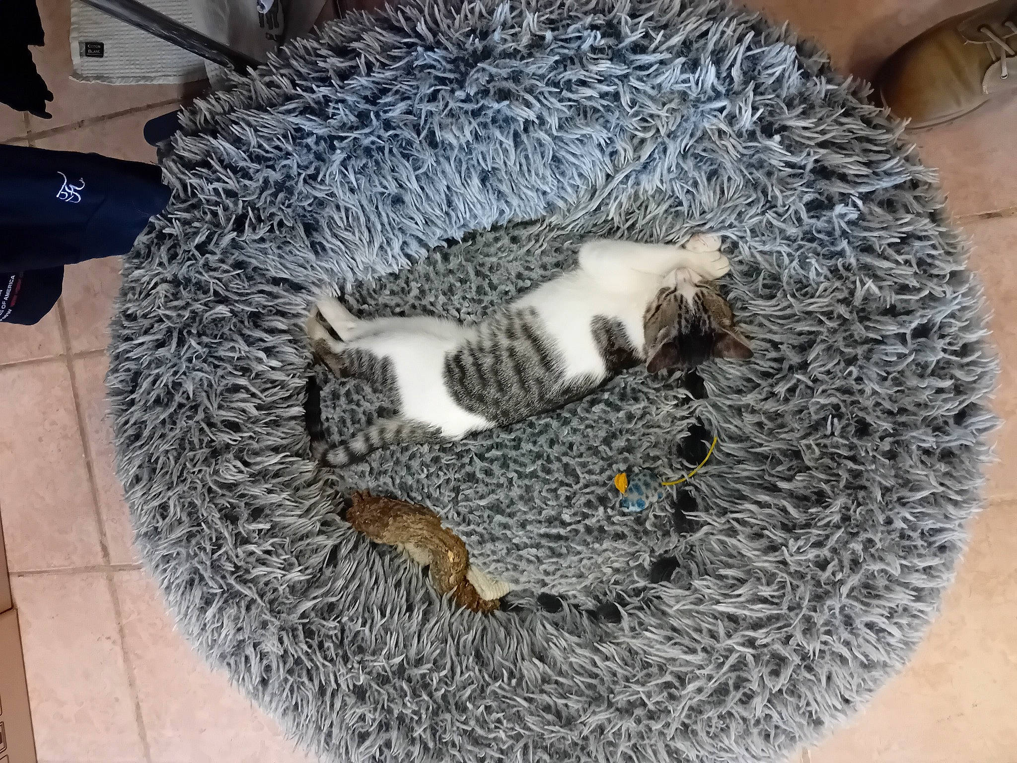 Marley participe au concours pour gagner de l'argent avec cette photo : automotive_tire, bird_supply, carnivore, cat_supply, claw, domestic_short_haired_cat, domesticated_hedgehog, erinaceidae, felidae, fur, hedgehog, pattern, rodent, small_to_medium_sized_cats, snout, tail, terrestrial_animal, whiskers, wildlife, wood