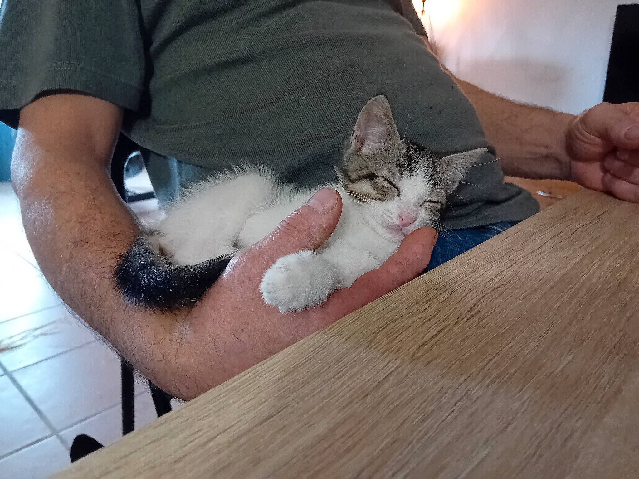 Marley participe au concours pour gagner de l'argent avec cette photo : carnivore, cat, comfort, elbow, fawn, felidae, finger, flooring, gesture, hand, hardwood, human_leg, lap, nail, paw, small_to_medium_sized_cats, snout, table, whiskers, wood