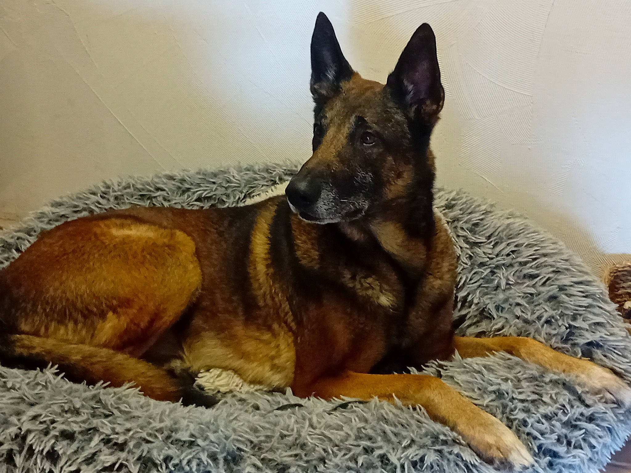 Max participe au concours pour gagner de l'argent avec cette photo : ancient_dog_breeds, belgian_shepherd_malinois, canidae, carnivore, companion_dog, dog, dog_breed, east_european_shepherd, fur, german_shepherd_dog, guard_dog, herding_dog, king_shepherd, old_german_shepherd_dog, sporting_group, terrestrial_animal, working_animal, working_dog