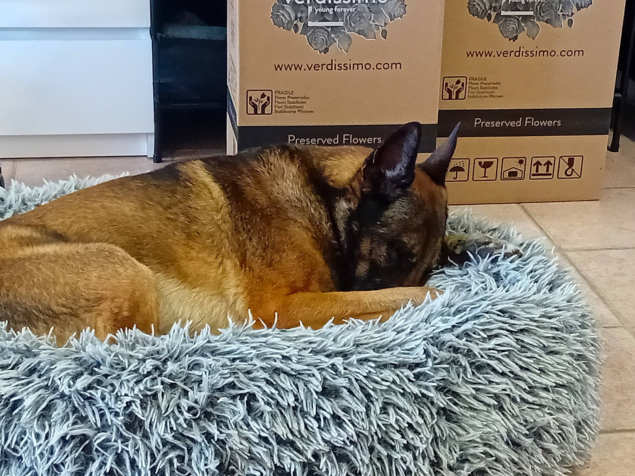 Max participe au concours pour gagner de l'argent avec cette photo : canidae, carnivore, comfort, companion_dog, dog, dog_breed, fawn, felidae, fur, nap, paw, pet_supply, sleep, snout, sporting_group, tail, terrestrial_animal, whiskers, wildlife, working_animal