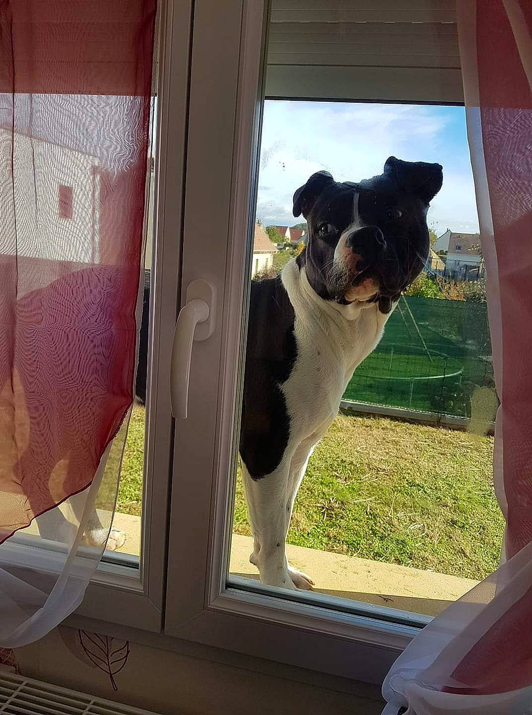 Nico participe au concours pour gagner de l'argent avec cette photo : automotive_exterior, car, carnivore, collar, companion_dog, dog, dog_breed, door, fawn, fixture, glass, mammal, shade, snout, sporting_group, tints_and_shades, vehicle, vehicle_door, window, working_animal