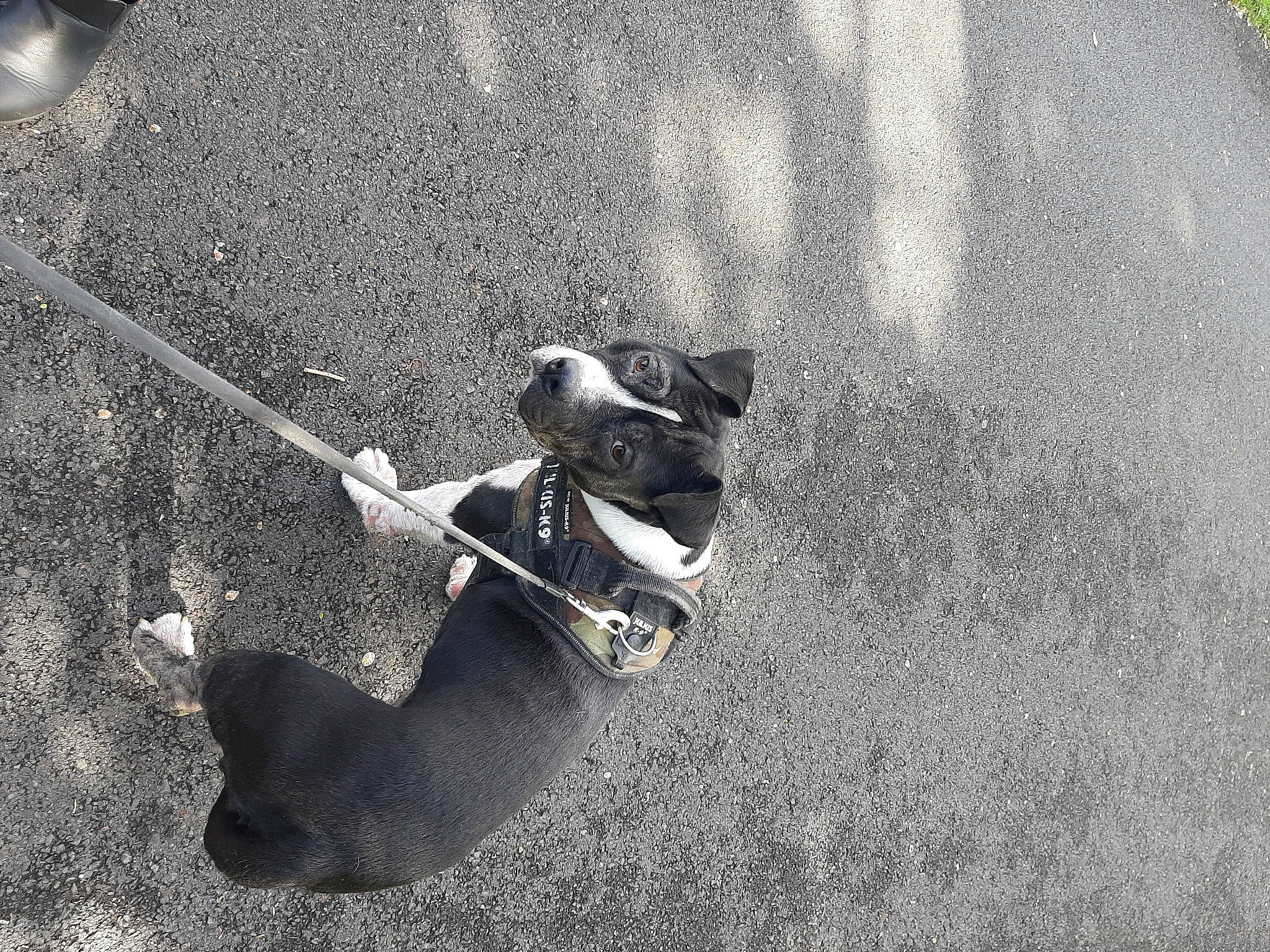 Nico a rejoint le concours — aidez-le/la à gagner de superbes lots ! art, asphalt, automotive_tire, black_and_white, carnivore, dog, dog_breed, dog_collar, eyewear, grass, grey, human_leg, monochrome, monochrome_photography, musical_instrument, road_surface, snout, sunglasses, tail, tints_and_shades