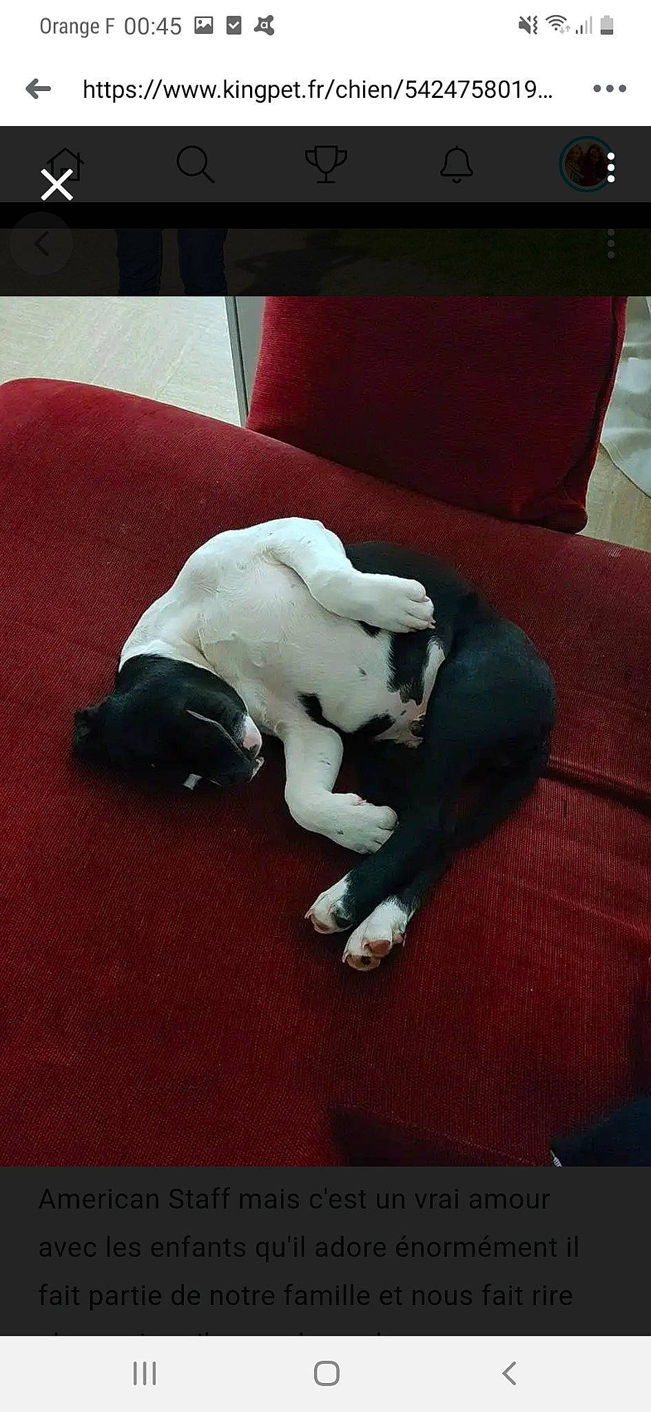 Nico a rejoint le concours — aidez-le/la à gagner de superbes lots ! boston_terrier, canidae, carnivore, comfort, companion_dog, couch, dog, dog_breed, fawn, felidae, floor, flooring, hardwood, human_leg, small_to_medium_sized_cats, snout, sporting_group, tail, toy_dog, working_animal