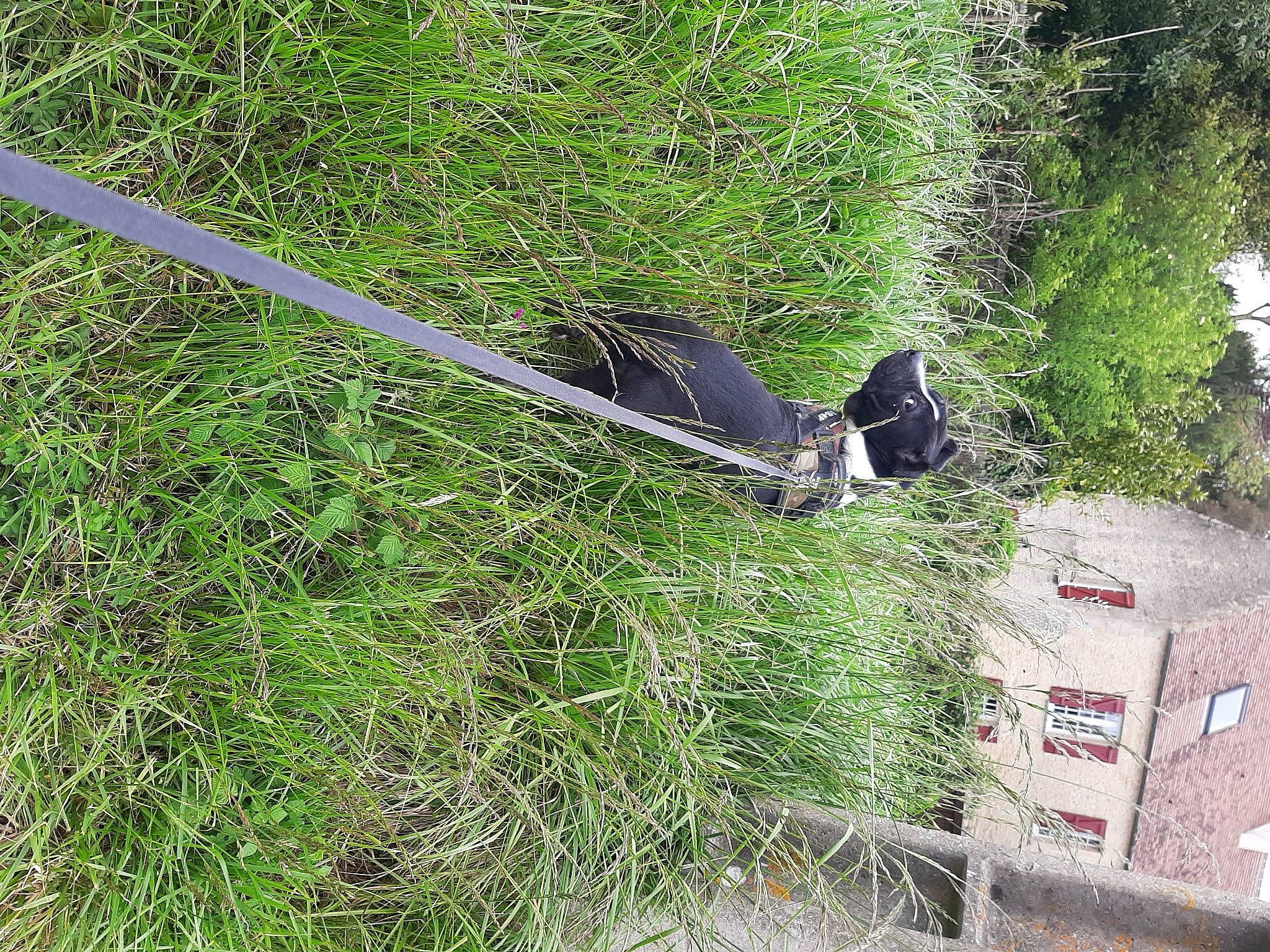 Nico participe au concours pour gagner de l'argent avec cette photo : flowering_plant, gas, grass, grass_family, grassland, groundcover, herb, herbaceous_plant, landscape, plant, plant_community, shrub, shrubland, slope, soil, subshrub, terrestrial_plant, tree, trunk, wildlife