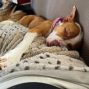 Lila Mae is registered to the contest to win money with this photo: blanket, brown_and_white, closeup, collar, companion, couch, cozy, dog, dogs, fur, indoor, nose, patterned_blanket, paw, pet, relaxed, resting, sleeping, sofa, textured_fabric