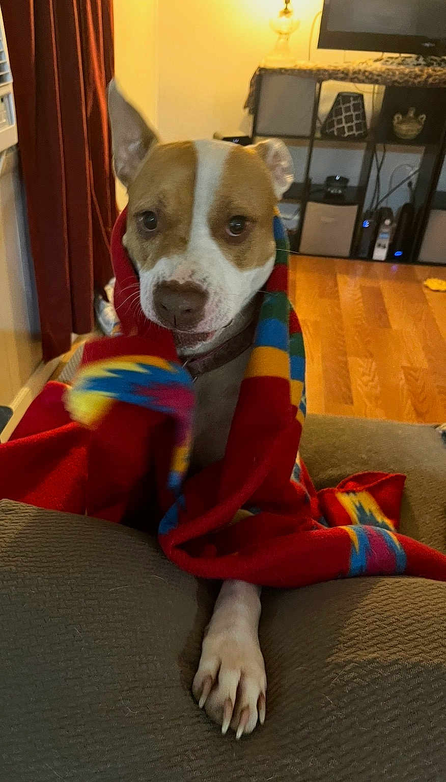 Lila Mae joined the competition — help win amazing prizes! blanket, blanket_pattern, brown_and_white, couch, cozy, dog, ears, electronics, eyes, furniture, lamp, living_room, paw, pet, portrait, shelf, sitting, snout, television, wooden_floor