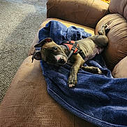 Kaydo joined the competition — help win amazing prizes! blanket, blue_blanket, brown_couch, canine, carpet, couch, cozy, dog, ears, harness, indoor, living_room, nose, paw, playful, portrait, puppy, red_harness, relaxed, sofa