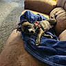 blanket, blue_blanket, brown_couch, canine, carpet, couch, cozy, dog, ears, harness, indoor, living_room, nose, paw, playful, portrait, puppy, red_harness, relaxed, sofa