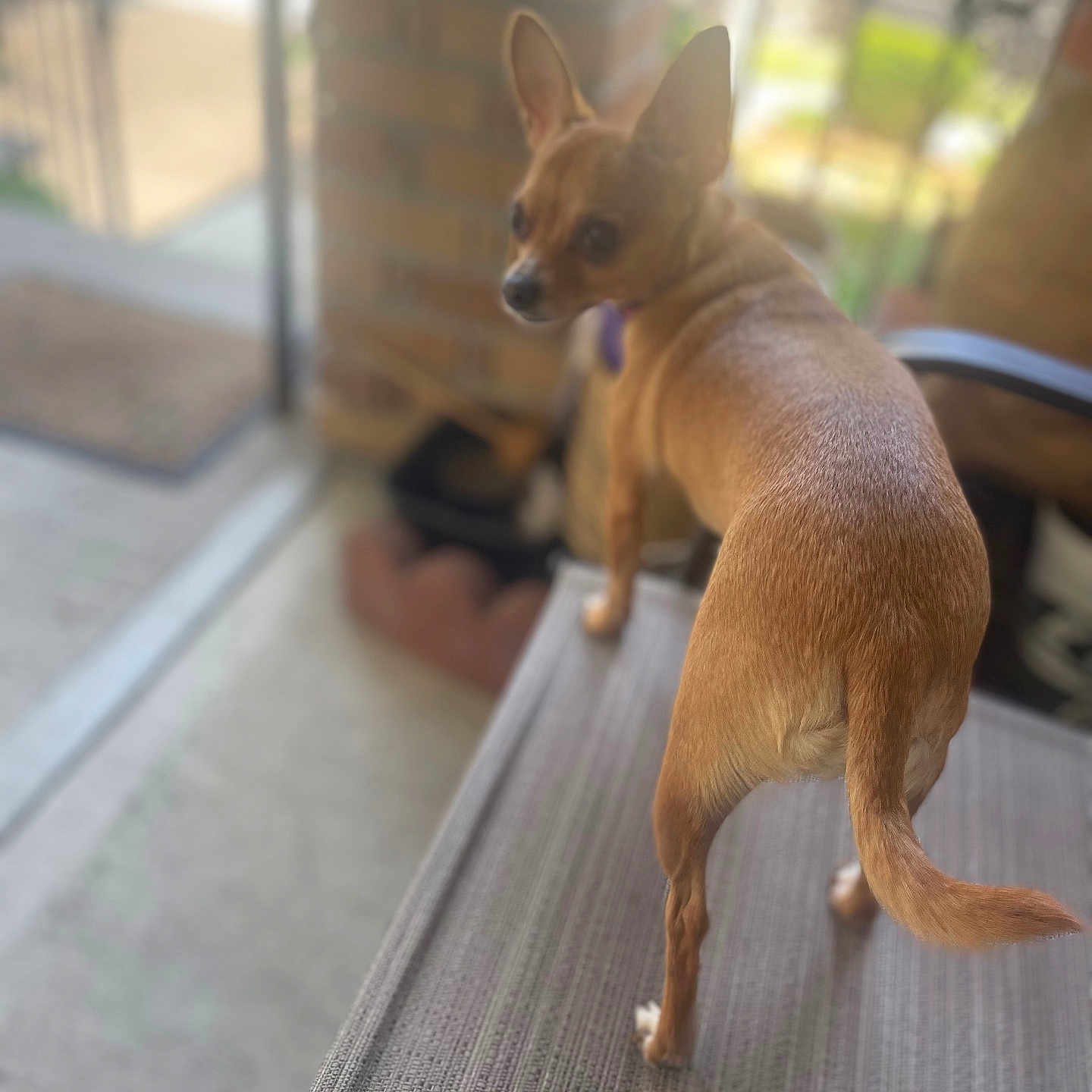 Cookie is registered to the contest to win money with this photo: animal, blurred_background, brick_wall, brown_dog, canine, companion, curious, curious_look, dog, domestic, ears, furniture, glass_door, home, indoor, looking_back, pet, small_dog, table, tail