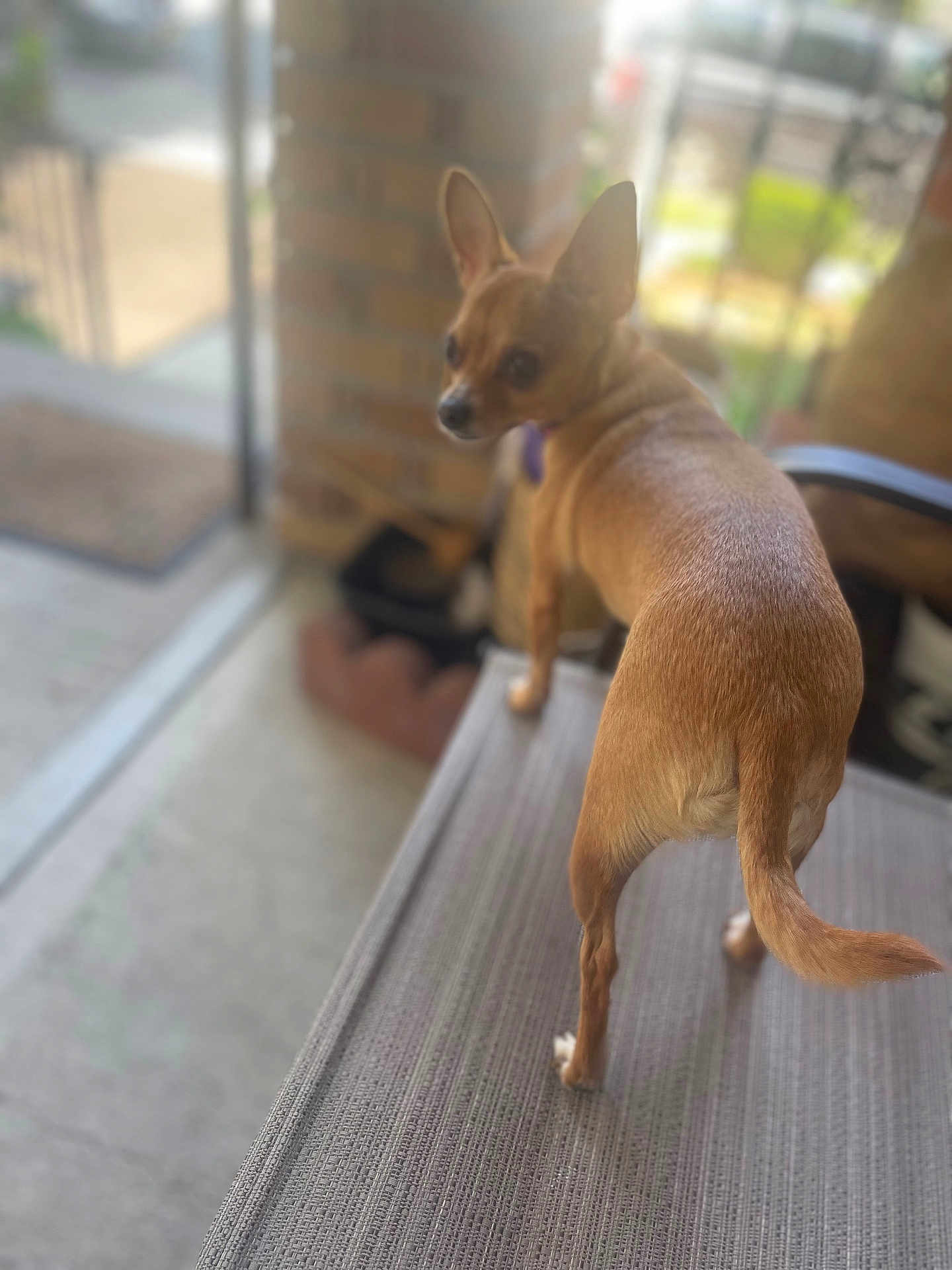Cookie is registered to the contest to win money with this photo: dog, small_dog, brown_dog, pet, animal, indoor, table, looking_back, curious, blurred_background, brick_wall, glass_door, home, domestic, furniture, tail, ears, canine, companion, curious_look