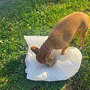 Cookie joined the competition — help win amazing prizes! dog, brown_dog, grass, outdoor, pet, animal, collar, purple_collar, sunlight, green_grass, bowl, food, snack, nature, daylight, canine, small_dog, white_cloth, playful, pet_care