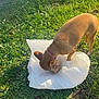 dog, brown_dog, grass, outdoor, pet, animal, collar, purple_collar, sunlight, green_grass, bowl, food, snack, nature, daylight, canine, small_dog, white_cloth, playful, pet_care