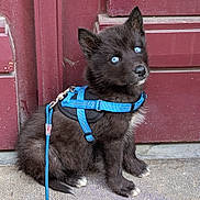 Blue a rejoint le concours — aidez-le/la à gagner de superbes lots ! animal, black_fur, blue_eyes, concrete_floor, curious, cute, dog, domestic_animal, door, furry, harness, leash, outdoor, pet, portrait, puppy, red_door, sitting, small_dog, young_dog