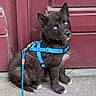animal, black_fur, blue_eyes, concrete_floor, curious, cute, dog, domestic_animal, door, furry, harness, leash, outdoor, pet, portrait, puppy, red_door, sitting, small_dog, young_dog