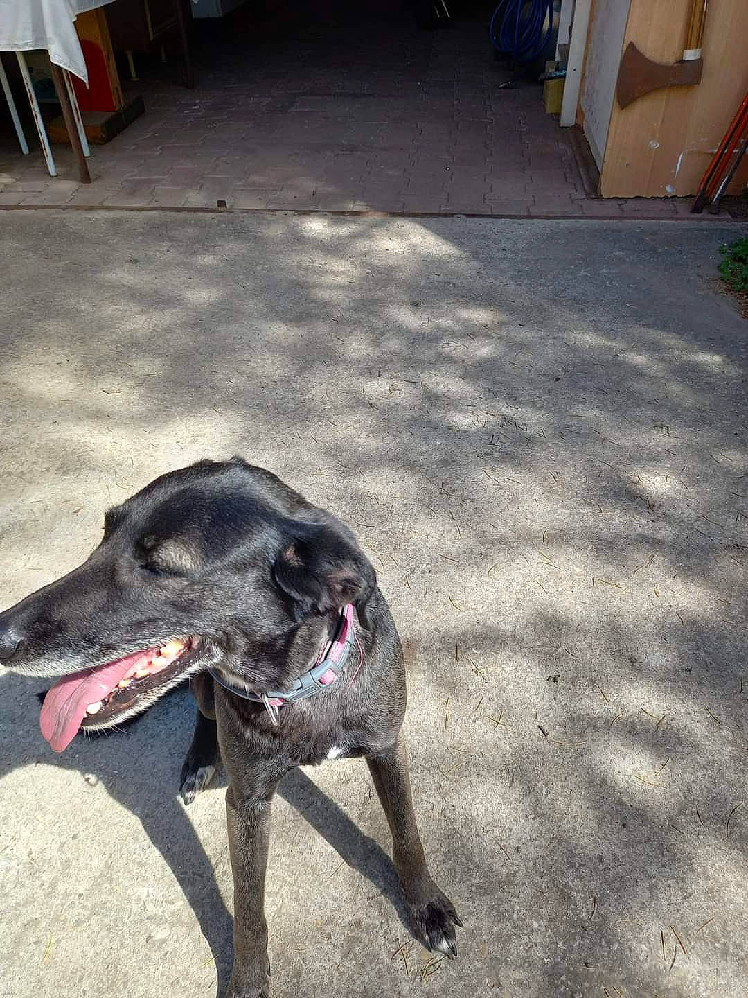 Lola a rejoint le concours — aidez-le/la à gagner de superbes lots ! canidae, carnivore, chair, collar, companion_dog, dog, dog_breed, dog_collar, flooring, fur, metal, road_surface, sidewalk, snout, sporting_group, tail, terrestrial_animal, working_animal, working_dog