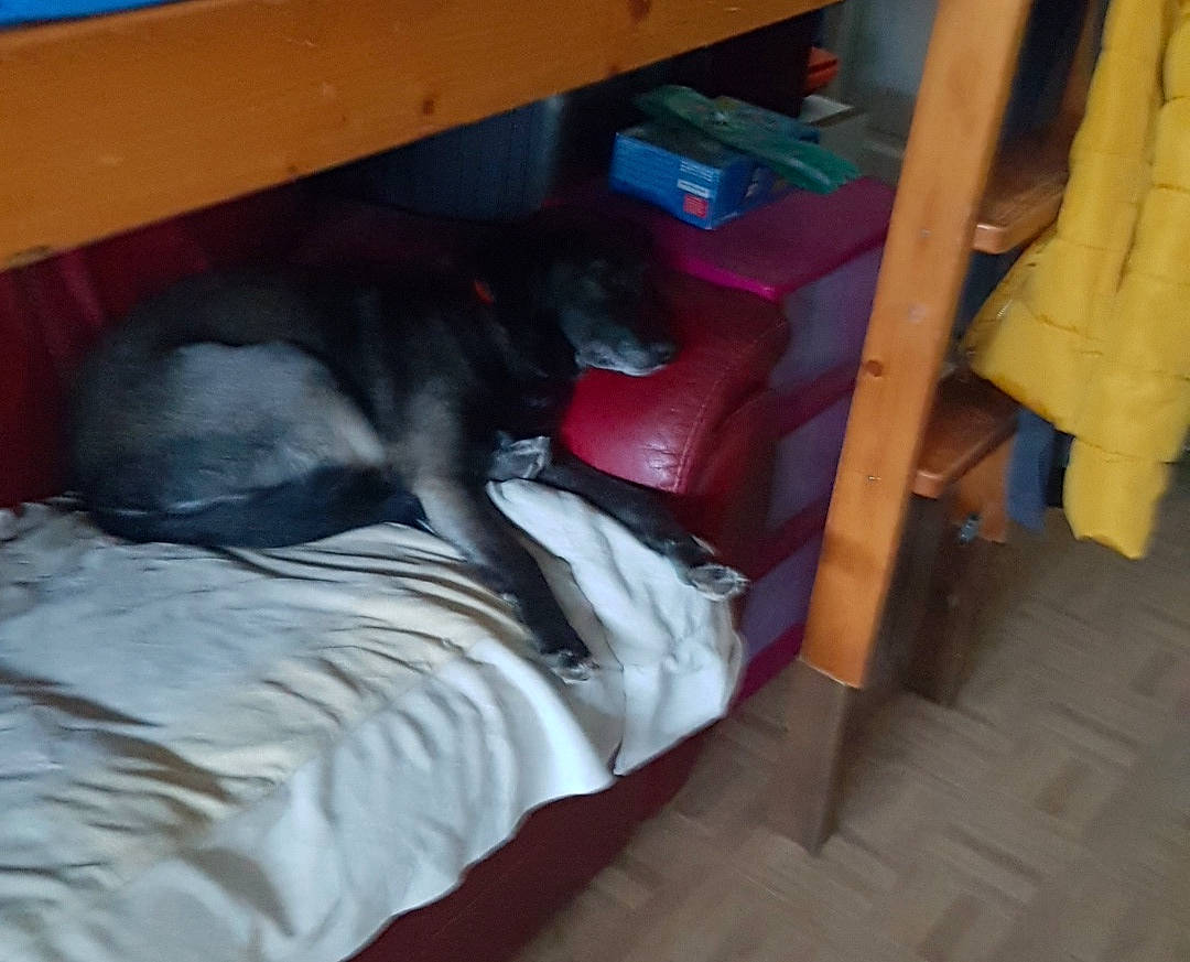 Lola a rejoint le concours — aidez-le/la à gagner de superbes lots ! black_cat, canidae, carnivore, closet, comfort, companion_dog, couch, dog, dog_breed, fawn, felidae, flooring, fur, hardwood, room, small_to_medium_sized_cats, sporting_group, studio_couch, tail, whiskers